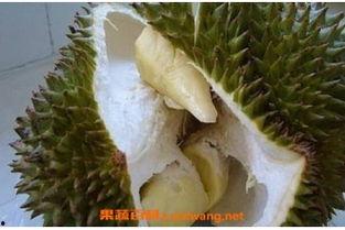 榴莲催熟爆料方法视频,视频揭秘神奇催熟方法 第2张 榴莲催熟爆料方法视频,视频揭秘神奇催熟方法 第2张